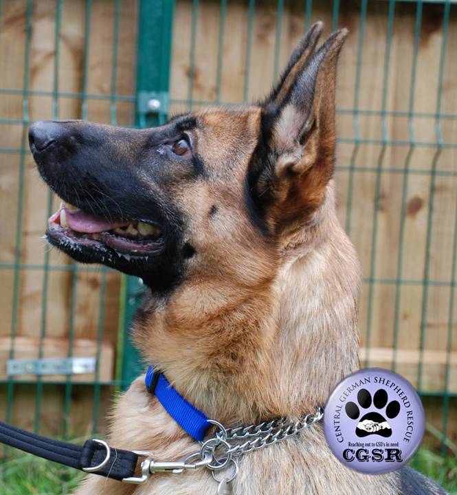 Tilly - patiently waiting for adoption through Central German Shepherd Rescue