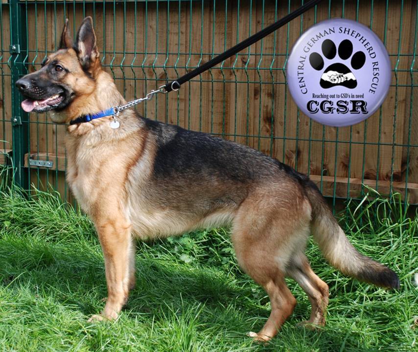 Tilly - patiently waiting for adoption through Central German Shepherd Rescue