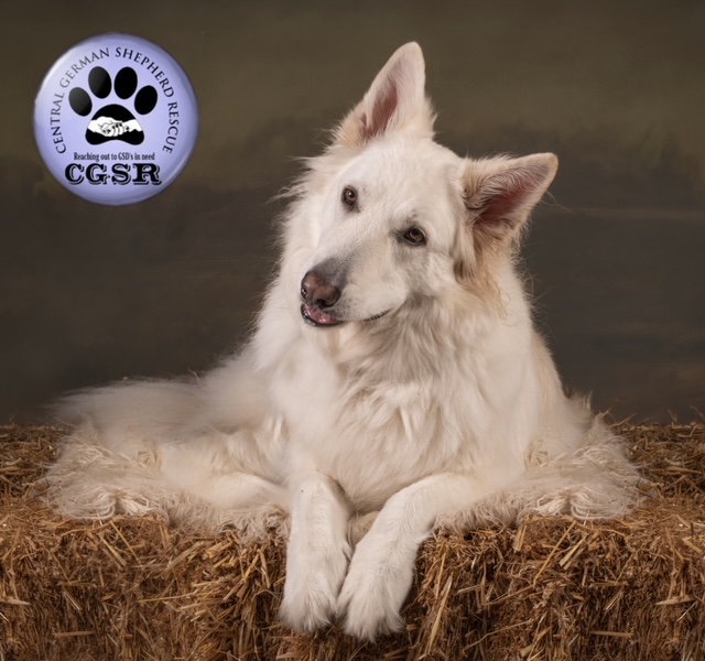 Misti - patiently waiting for adoption through Central German Shepherd Rescue