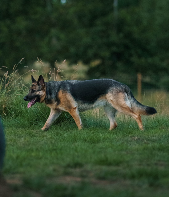 Nemi - patiently waiting for adoption through Central German Shepherd Rescue