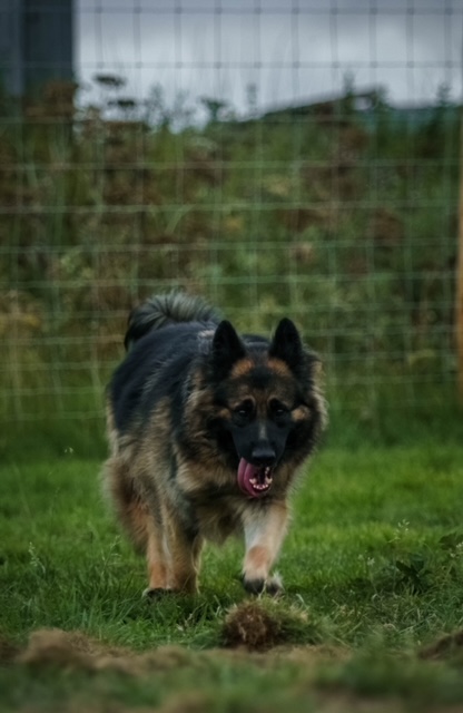 Pan - patiently waiting for adoption through Central German Shepherd Rescue