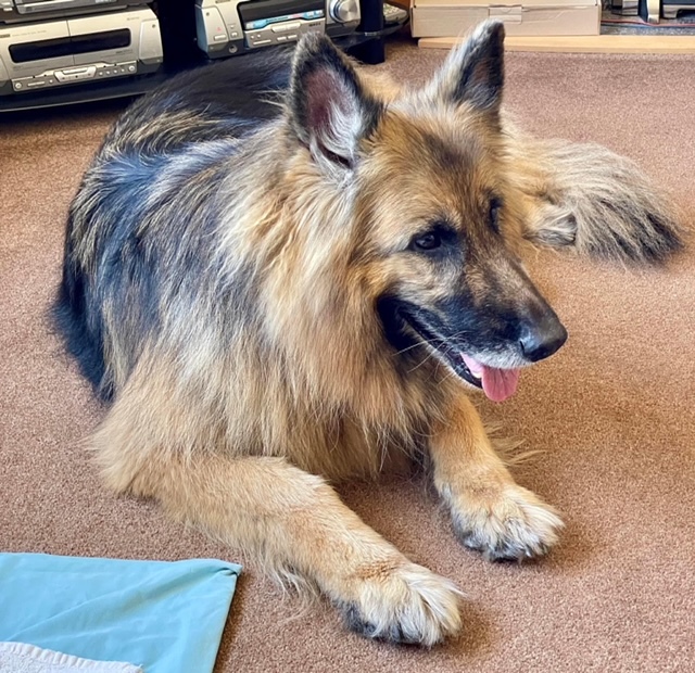 Beau - patiently waiting for adoption through Central German Shepherd Rescue