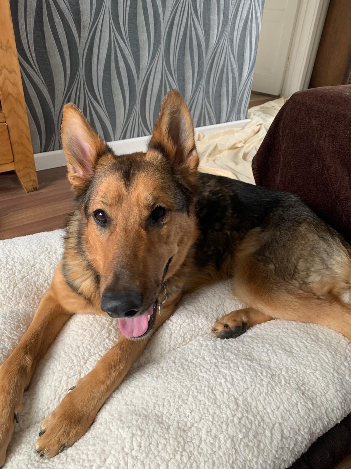 Layla - patiently waiting for adoption through Central German Shepherd Rescue