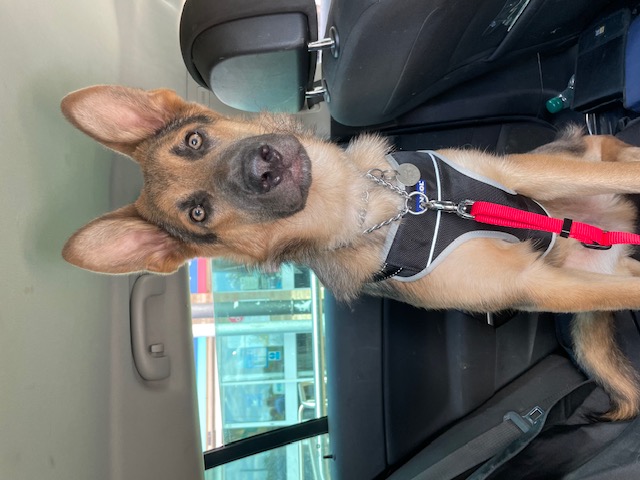 Mav - patiently waiting for adoption through Central German Shepherd Rescue