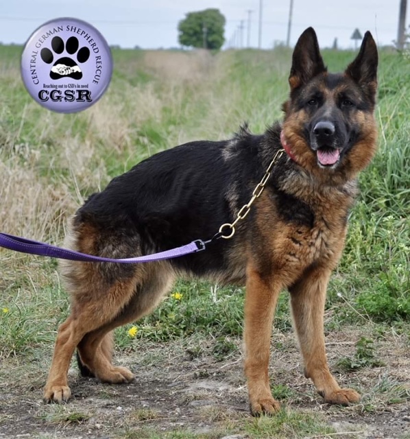Nala - currently looking for adoption with Central German Shepherd Rescue
