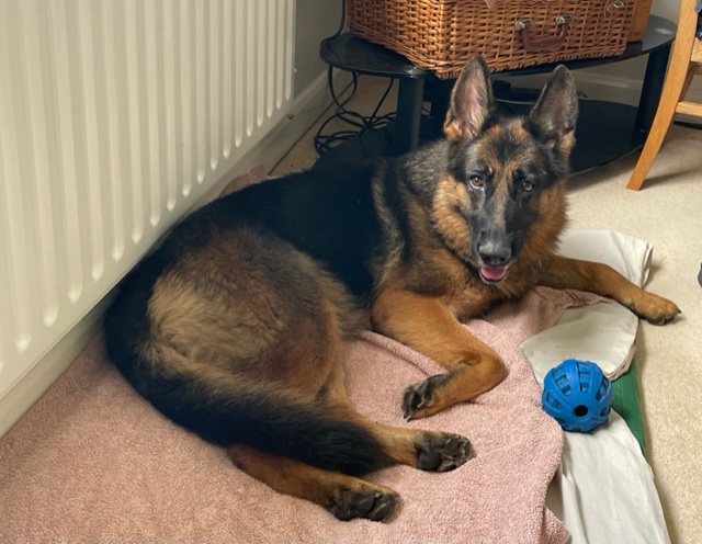 Nala - patiently waiting for adoption through Central German Shepherd Rescue