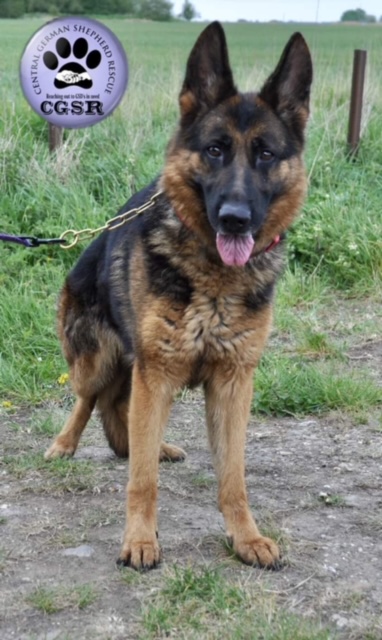 Nala - patiently waiting for adoption through Central German Shepherd Rescue