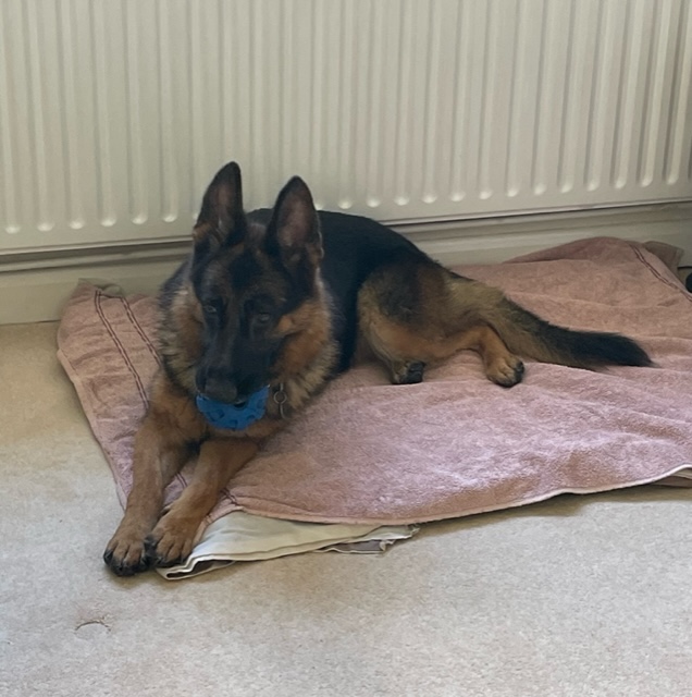 Nala - patiently waiting for adoption through Central German Shepherd Rescue