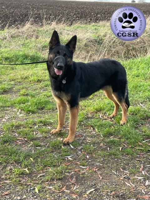 Buddy - patiently waiting for adoption through Central German Shepherd Rescue