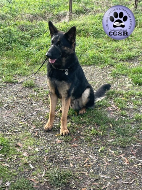 Buddy - patiently waiting for adoption through Central German Shepherd Rescue