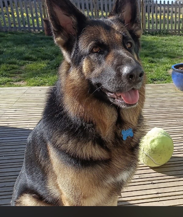 Atlas, a 4 years old male German Shepherd available for adoption from CGSR in Lincolnshire