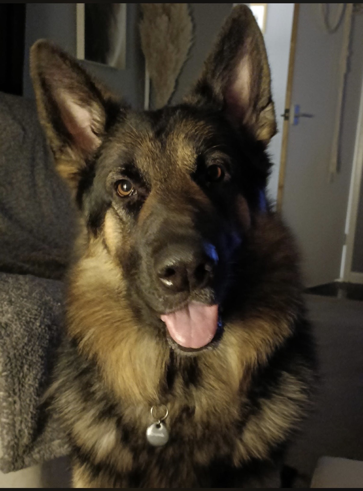 Atlas - patiently waiting for adoption through Central German Shepherd Rescue
