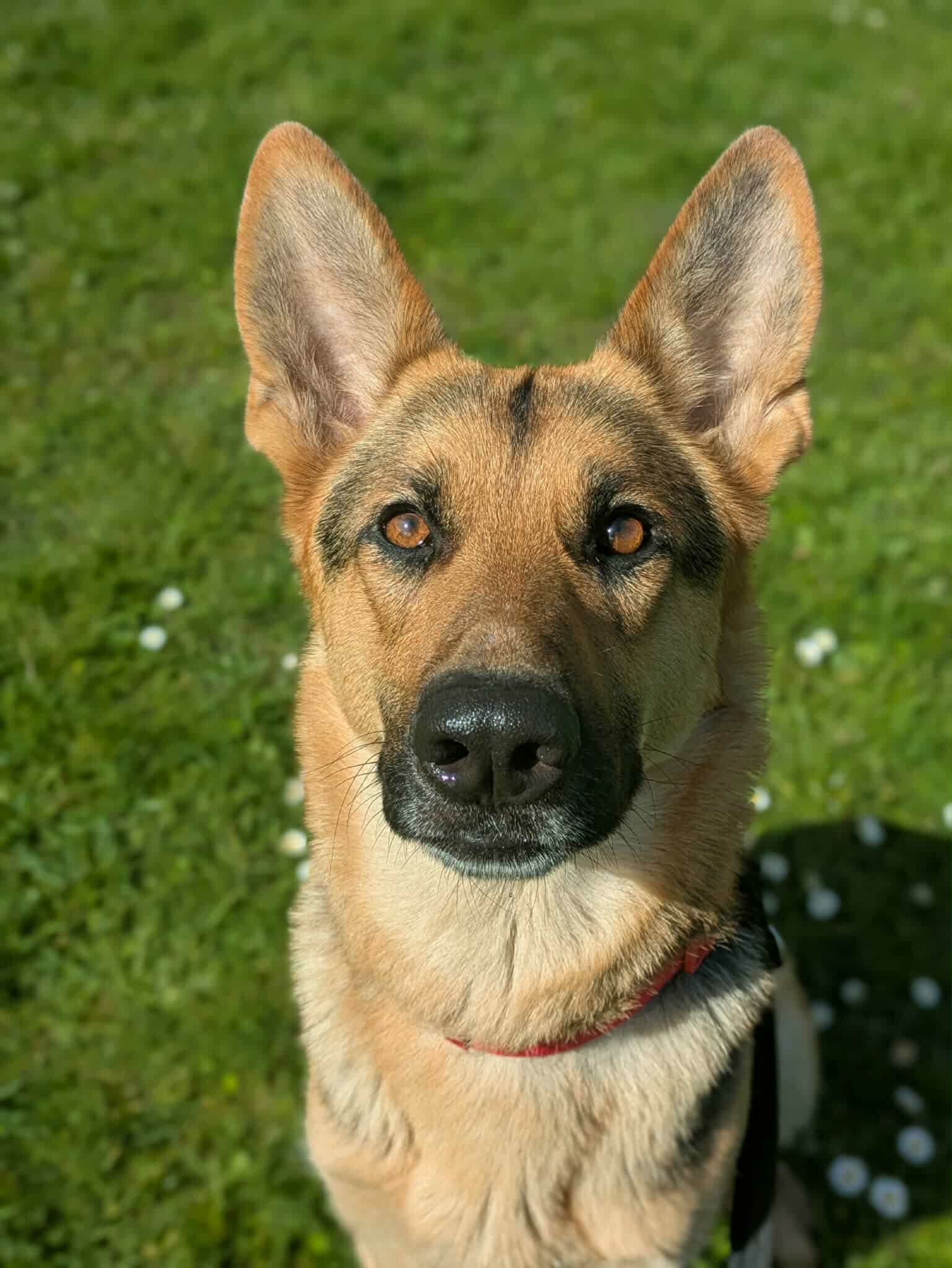 Eva, a 2 years old female German Shepherd available for adoption from CGSR in Lincolnshire