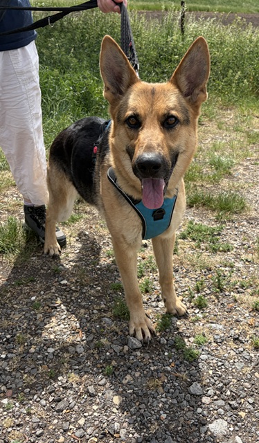 Eva - patiently waiting for adoption through Central German Shepherd Rescue