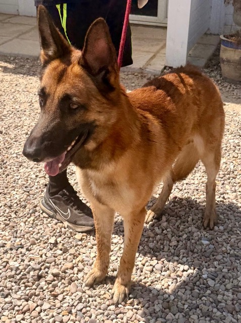 Justice, a 2 years old male German Shepherd available for adoption from CGSR in Lincolnshire