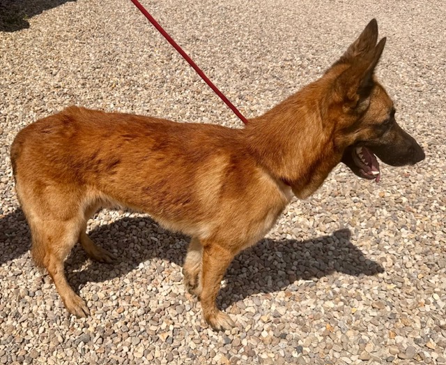 Justice - patiently waiting for adoption through Central German Shepherd Rescue