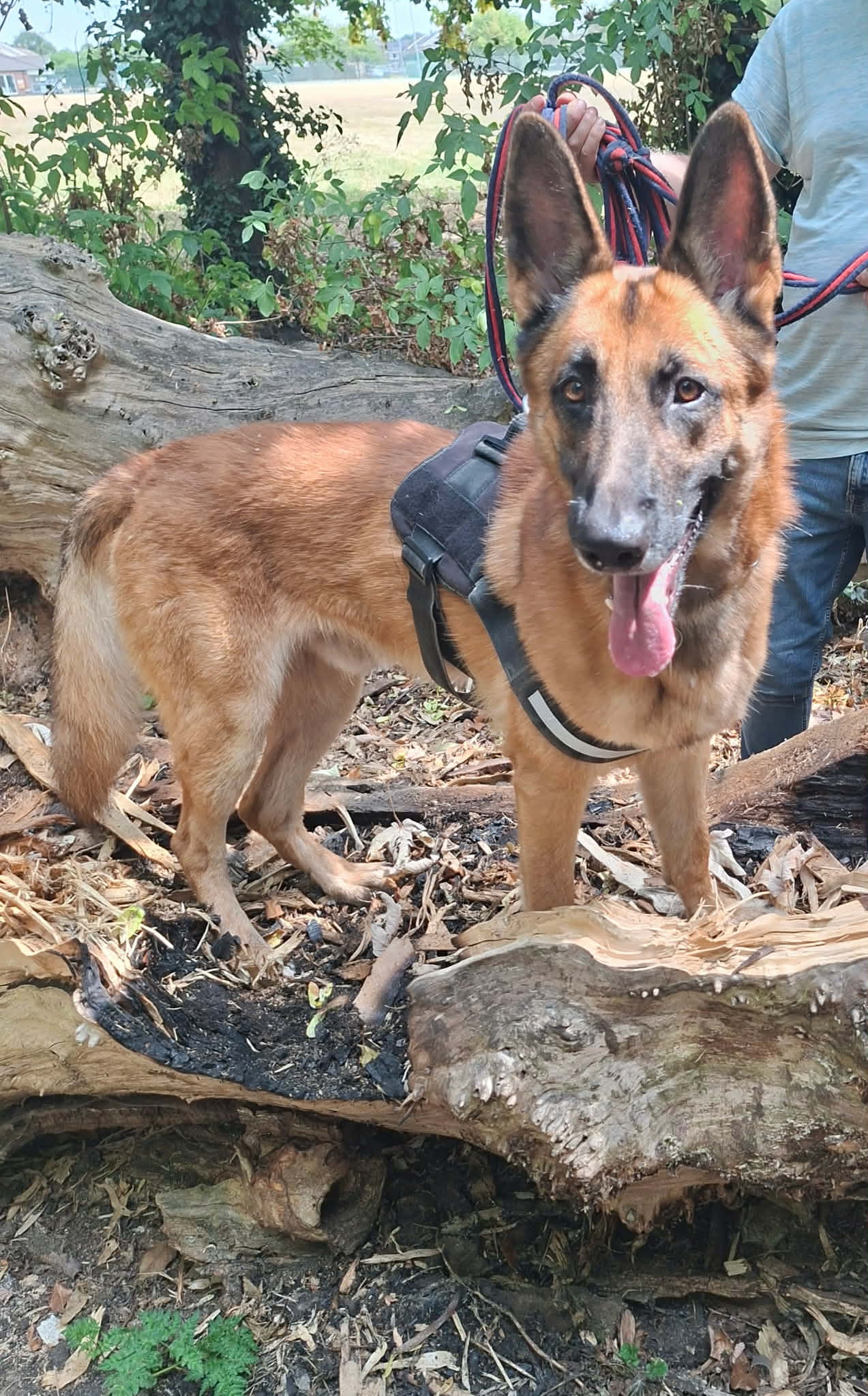 Justice - patiently waiting for adoption through Central German Shepherd Rescue