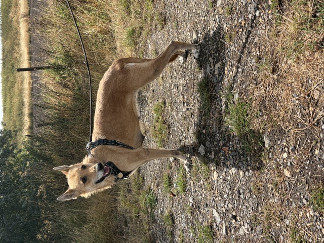 Lori