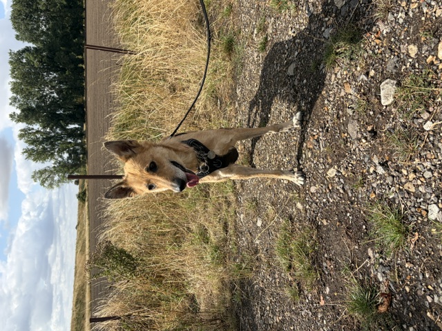 Lori - patiently waiting for adoption through Central German Shepherd Rescue