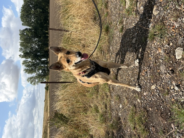 Lori - patiently waiting for adoption through Central German Shepherd Rescue