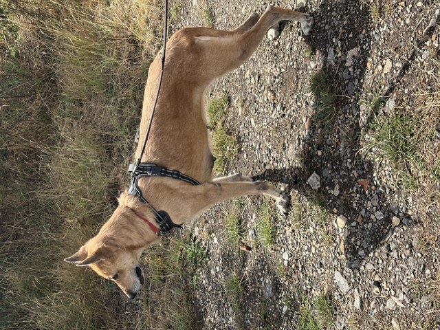 Lori - patiently waiting for adoption through Central German Shepherd Rescue
