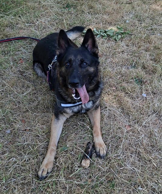 Peyton, a 5 years old female German Shepherd available for adoption from CGSR in Lincolnshire