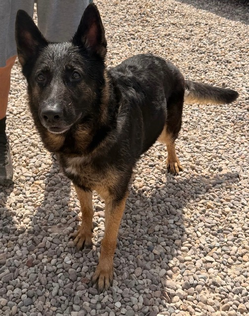 Peyton - patiently waiting for adoption through Central German Shepherd Rescue