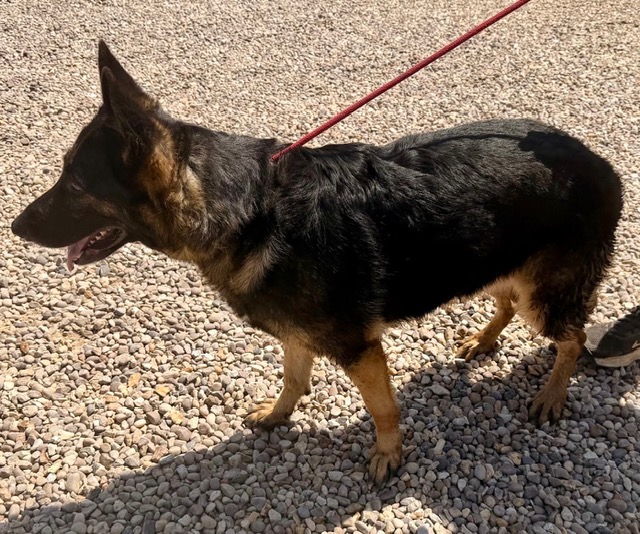 Peyton - patiently waiting for adoption through Central German Shepherd Rescue