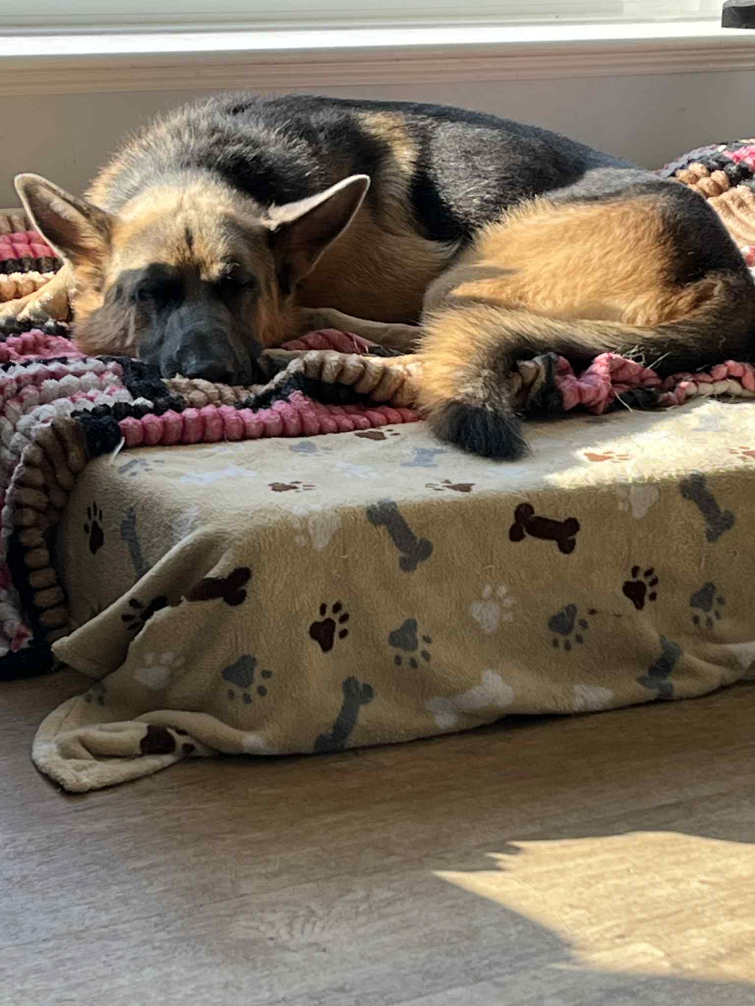 Rocco - patiently waiting for adoption through Central German Shepherd Rescue