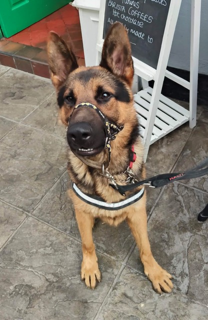 Rosco, a 3 years old male German Shepherd available for adoption from CGSR in Lincolnshire