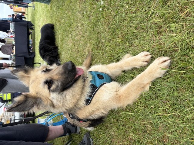 Suki, a 4 years old female German Shepherd available for adoption from CGSR in Lincolnshire