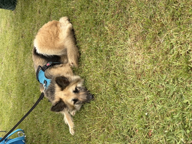 Suki - patiently waiting for adoption through Central German Shepherd Rescue