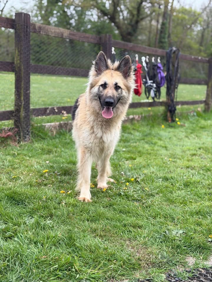 Suki - patiently waiting for adoption through Central German Shepherd Rescue