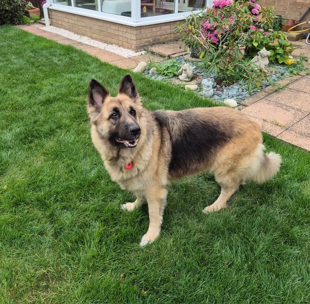 Xena, a 6 years old female German Shepherd available for adoption from CGSR in Lincolnshire