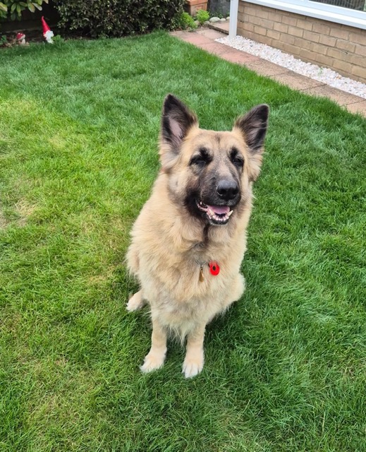 Xena - patiently waiting for adoption through Central German Shepherd Rescue