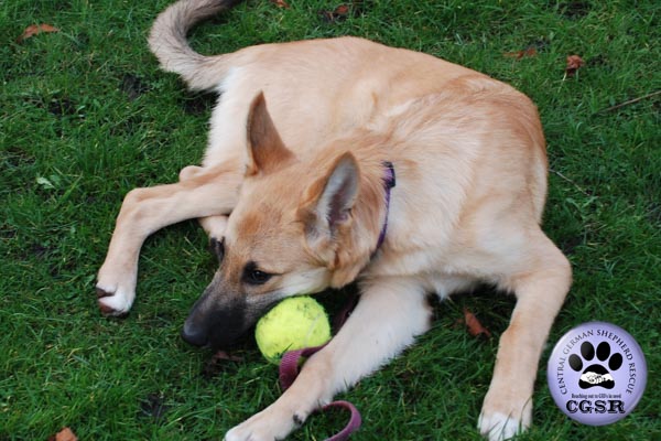 Evie - currently looking for adoption with Central German Shepherd Rescue = www.centralgermanshepherdrescue.com/ - cgsr.co.uk