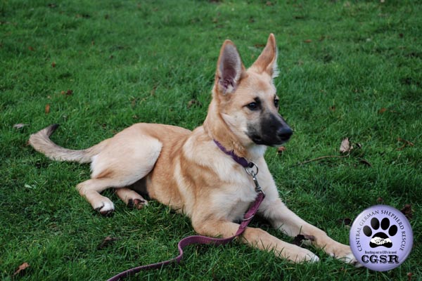 Evie - currently looking for adoption with Central German Shepherd Rescue = www.centralgermanshepherdrescue.com/ - cgsr.co.uk