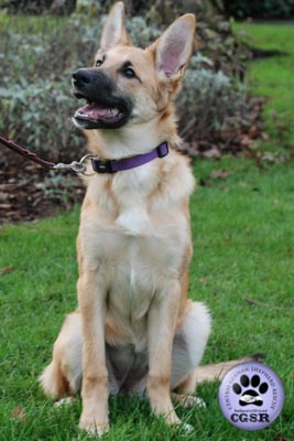 Evie - successfully renited by Central German Shepherd Rescue