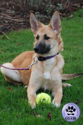 Evie - currently looking for adoption with Central German Shepherd Rescue = www.centralgermanshepherdrescue.com/ - cgsr.co.uk