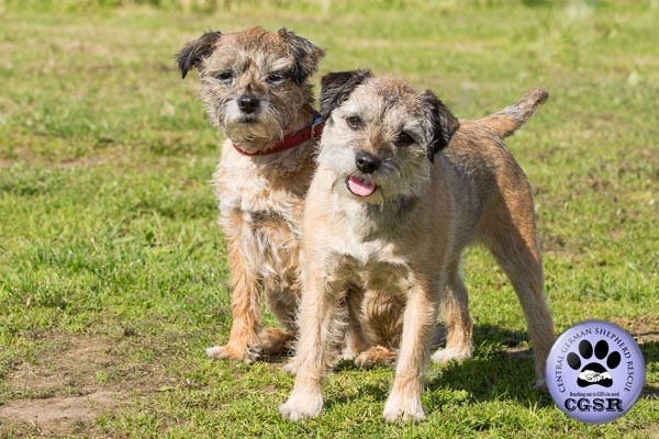 Kristal & Zara - Border Terriers disguised to look like genuine German Shepherds by Central German Shepherd Rescue