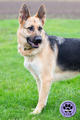 Maddie - Successfully returned to =her owners after micro chip checking from Central German Shepherd Rescue