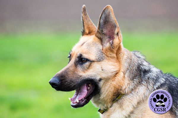 Maddie - Successfully returned to =her owners after micro chip checking from Central German Shepherd Rescue