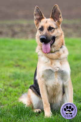 Maddie - Successfully returned to her owners after micro chip checking from Central German Shepherd Rescue