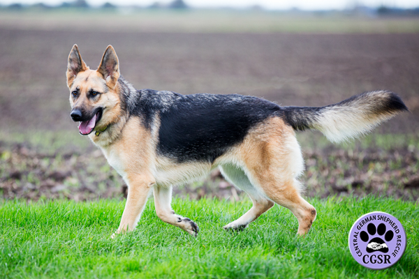 Maddie - Successfully returned to =her owners after micro chip checking from Central German Shepherd Rescue