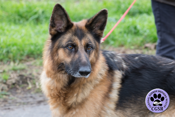 Tess - Central German Shepherd Rescue