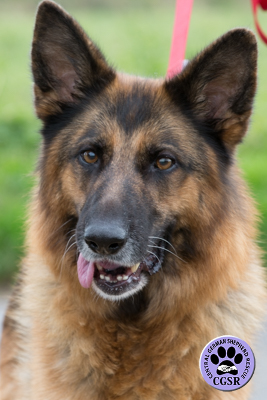 Tess - Central German Shepherd Rescue