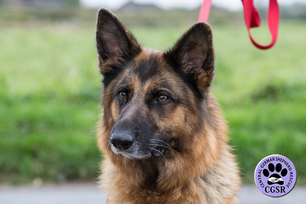 Tess - Central German Shepherd Rescue