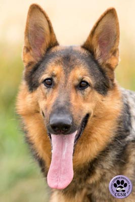 Bruno - currently looking for adoption with Central German Shepherd Rescue = www.centralgermanshepherdrescue.com/ - cgsr.co.uk