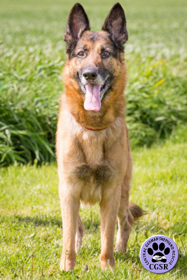 Buddy - Central German Shepherd Rescue