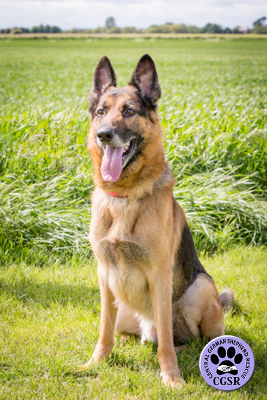 Buddy - successfully adopted from Central German Shepherd Rescue